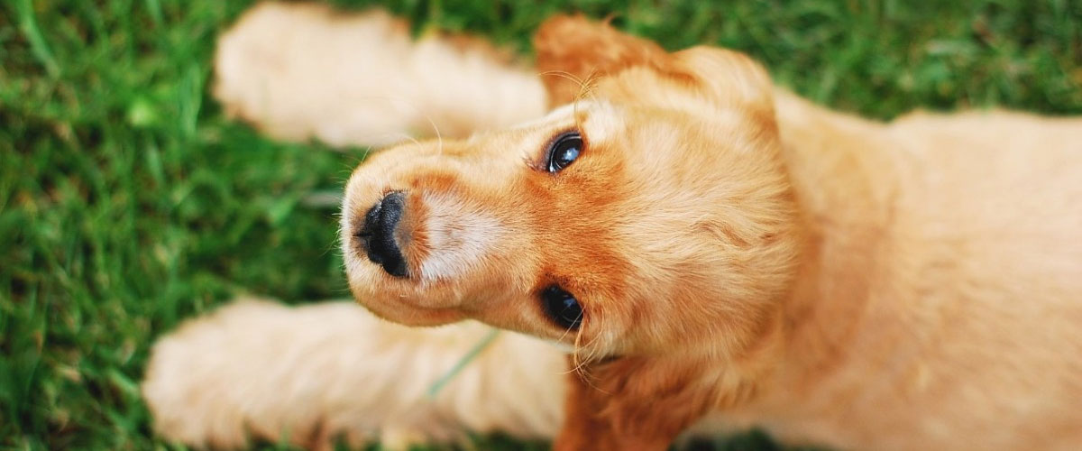 Charly, le jeune cocker de Dominique Belot